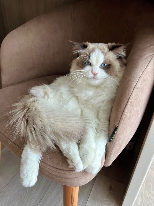 Продаются котята породы рэгдолл Ragdoll