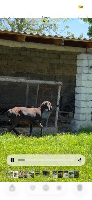 Кошкарлар сатылады