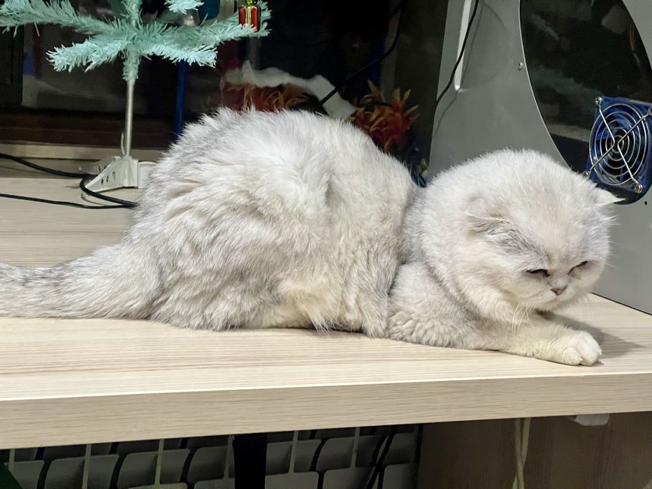 Вязка!!! Шотланский Скоттиш Фолд ( шиншилла серебро)