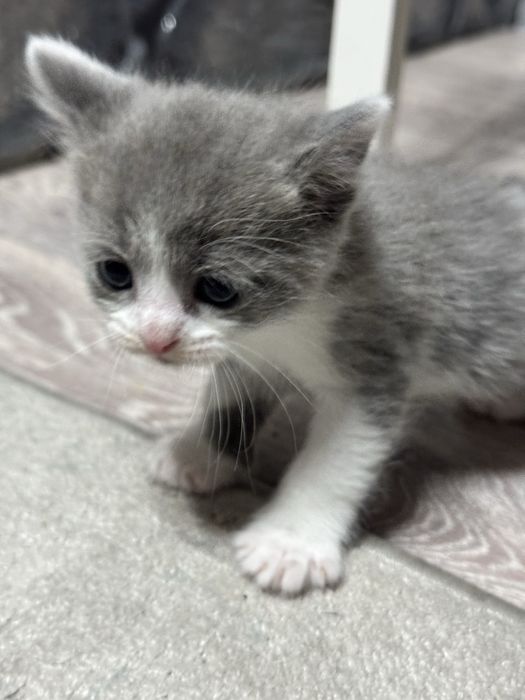 Отдам котят в добрые руки