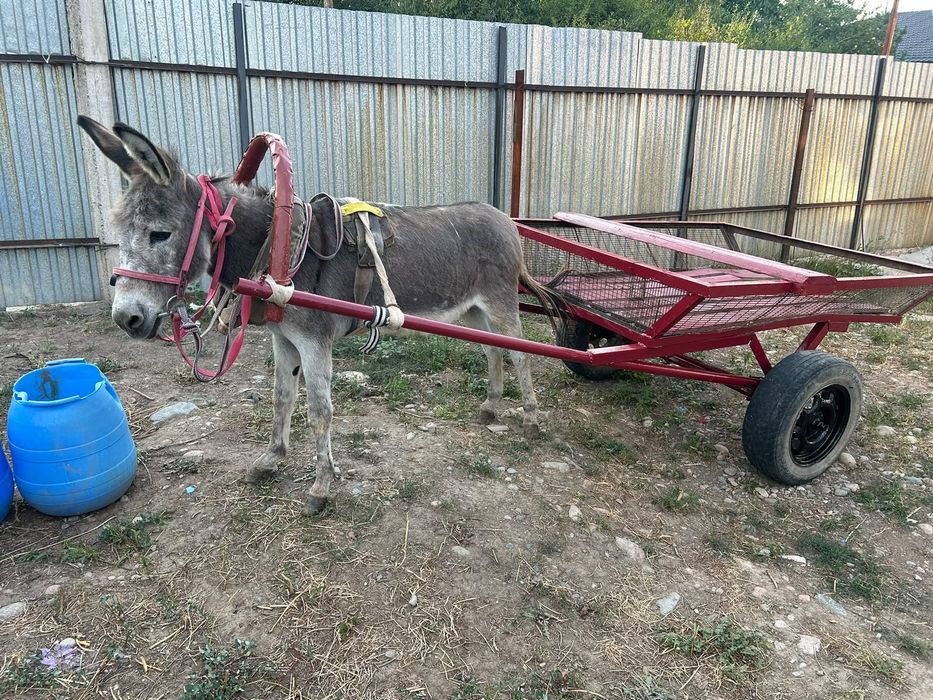 Продам ишака с телегой!