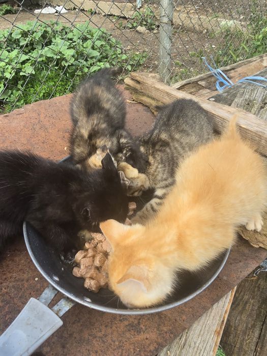Подаряват се малки котета