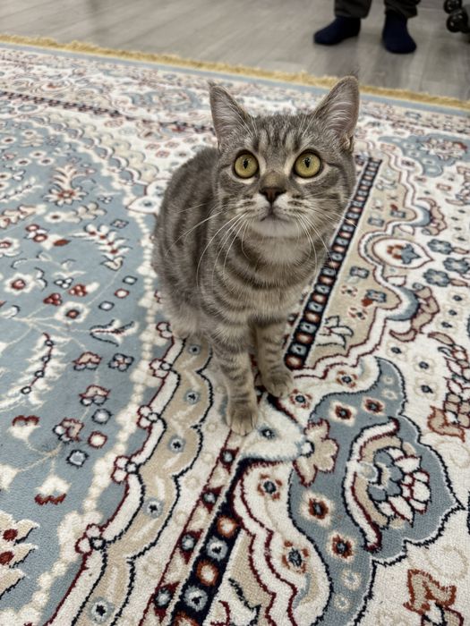 Котенок 1год и 2 месяца