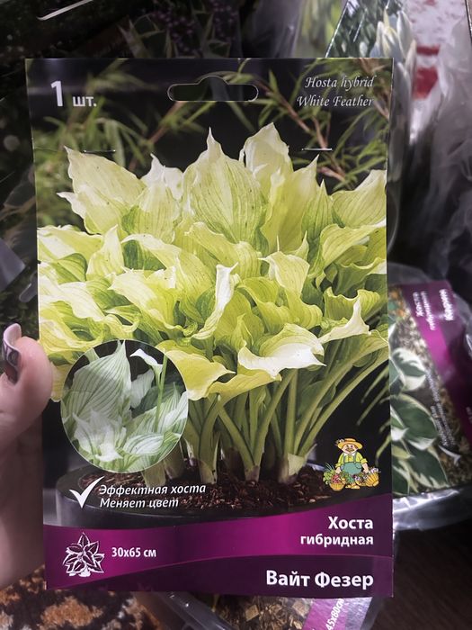 Продам хосты (корни)