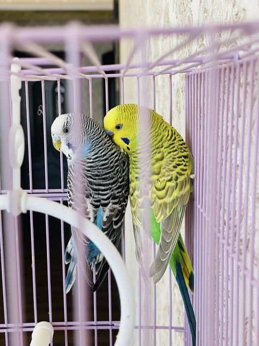 Папугаи попугай пара попугаев