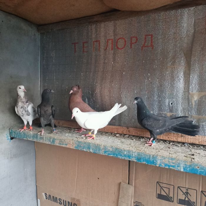 Широкохвостые  иранцы