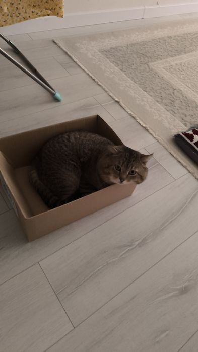 Отдам кота в добрые руки
