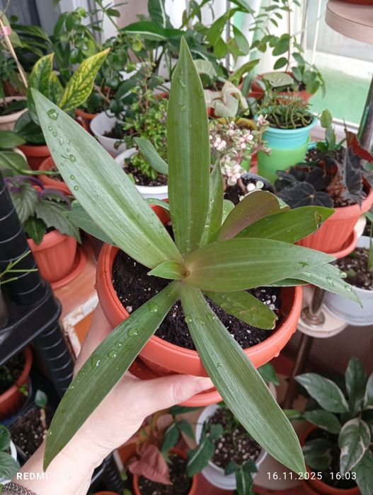 Продам комнатные растения