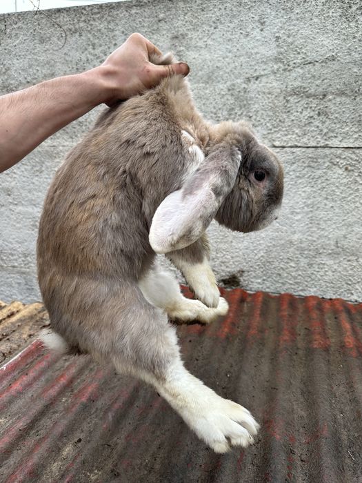 Fransuszki vesavoy baran