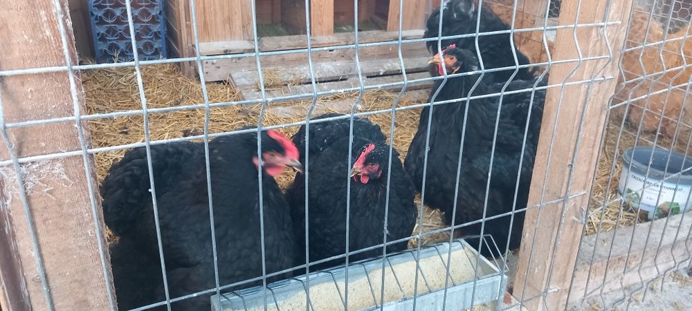 Cochinchina uriaș negru,Cochinchina uriaș galben și  Gersi giant