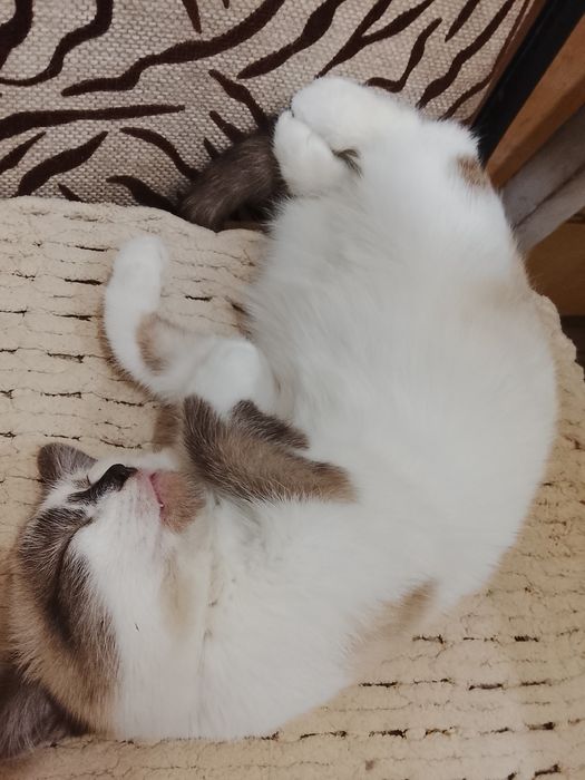 отдам даром в хорошие руки