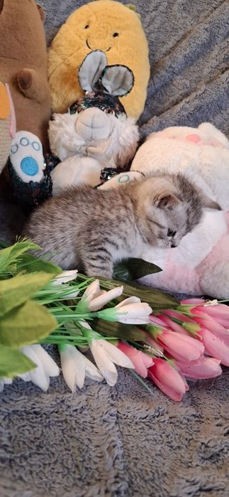 Котята в наличии