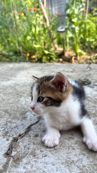 Pisicute spre adoptie