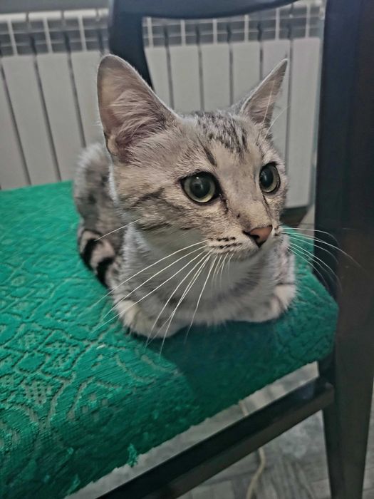 Отдам котенка в хорошие руки