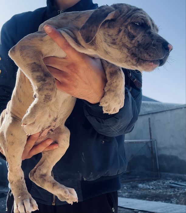 Щенки бутбуля XXl  Мерел