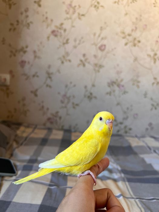 Valnisti papugay, to’tiqush Волнистый попугай альбинос nemis