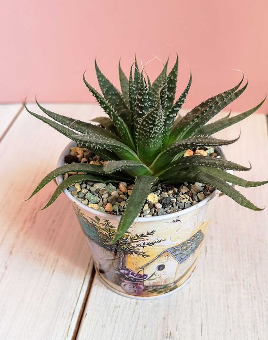 Алоэ остистое продаю