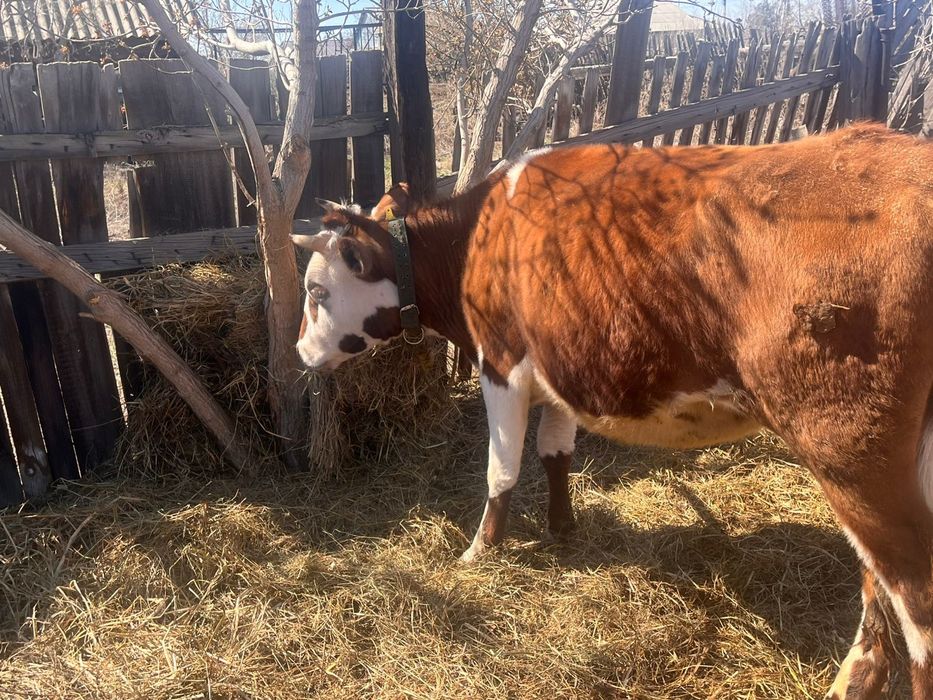 Продам коров с телятами