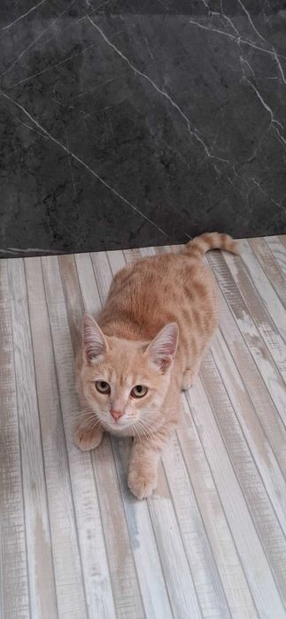 Отдам в добрые руки котика, подросток, мальчик