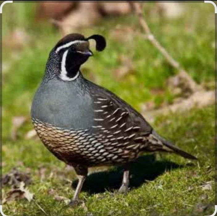 Продаются бедана Калифорнийская