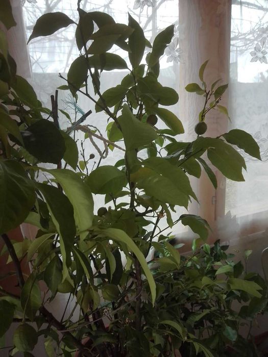 Лайм - лайм - лимон