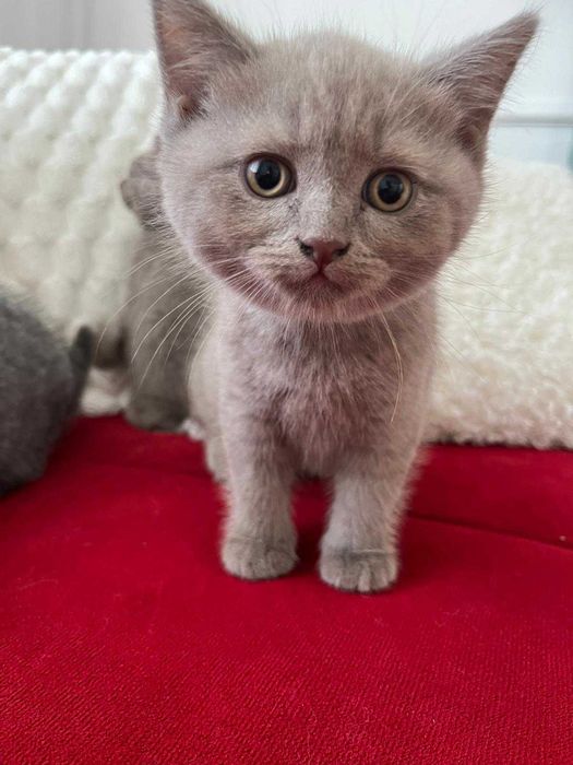 5 Pui de British longhair