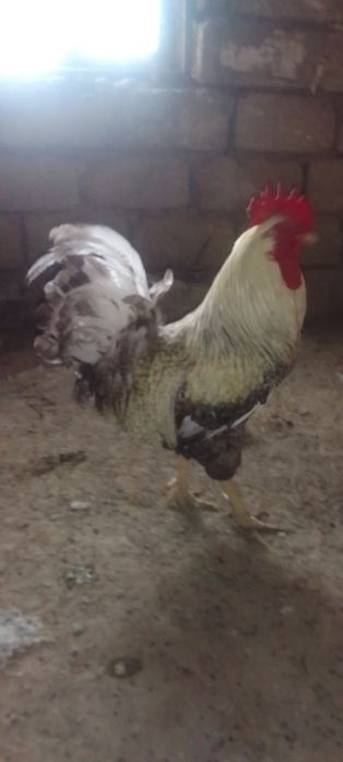 Породистый домашний петух