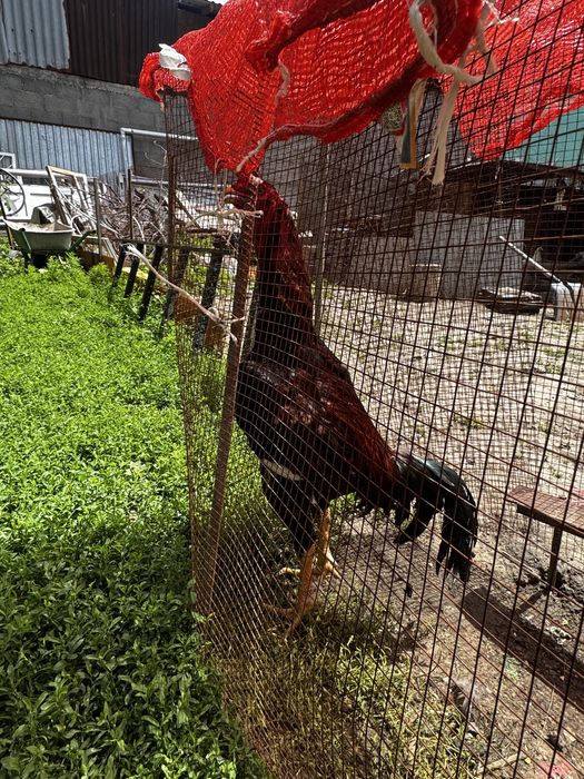 Продам 3 петуха