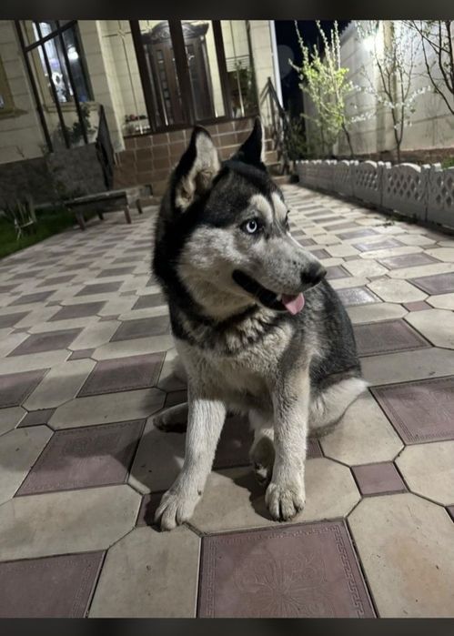 Хасик сатылады, (сучка)