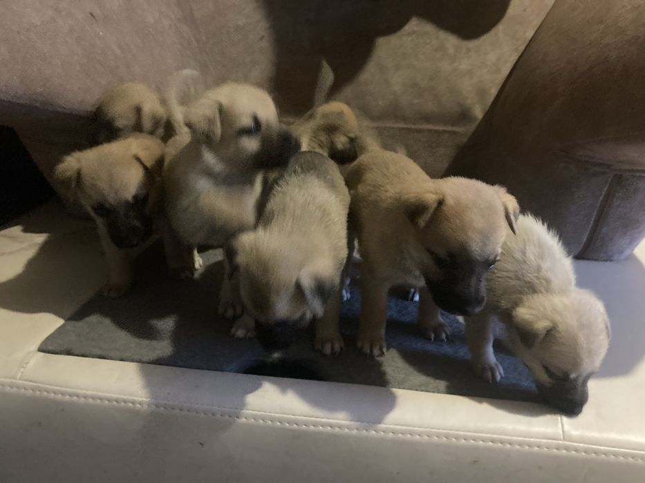 Дарю щенков метисов