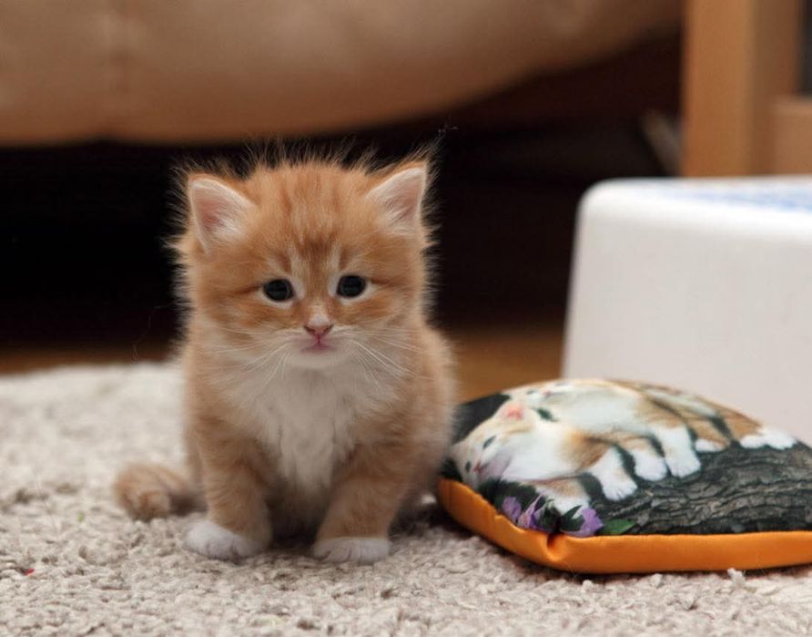 Siberiana de padure mascul