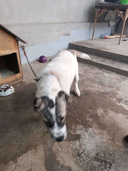 Turkman zotli olaboy