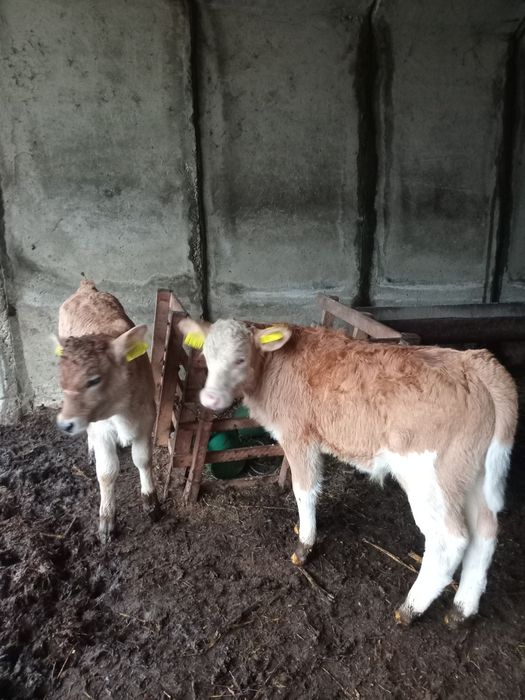 Vând doi vitei rasă