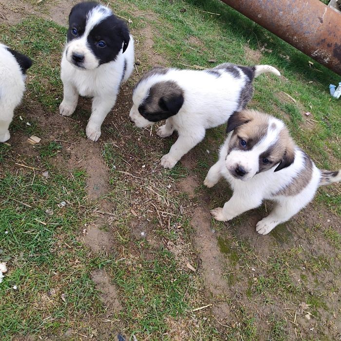 Алабай кушиктеры