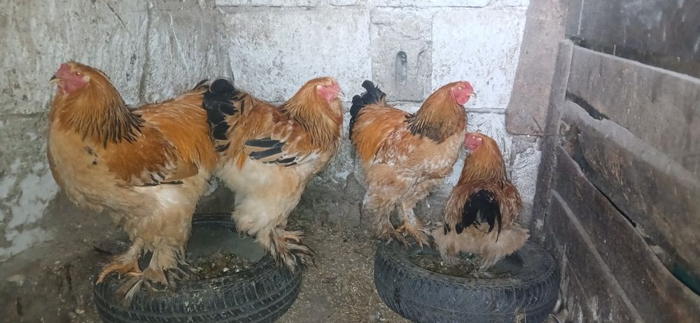 Cocoși gold găini brahma din primăvară
