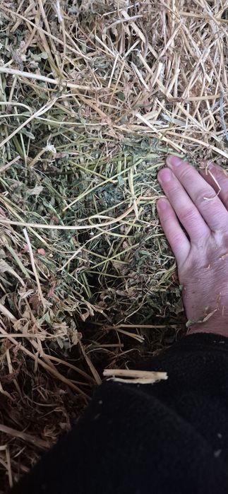 Vând baloti de lucernă coasa 2 și 3