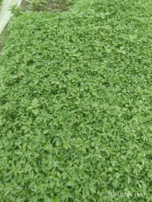 Pomidor koʻchatlari