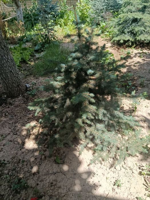 голубую ель арчалар