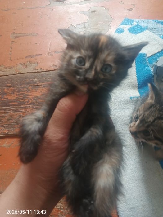 Отдам даром кошки