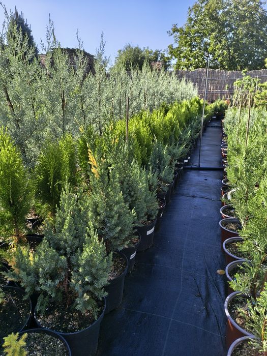 De vânzare plante ornamentale