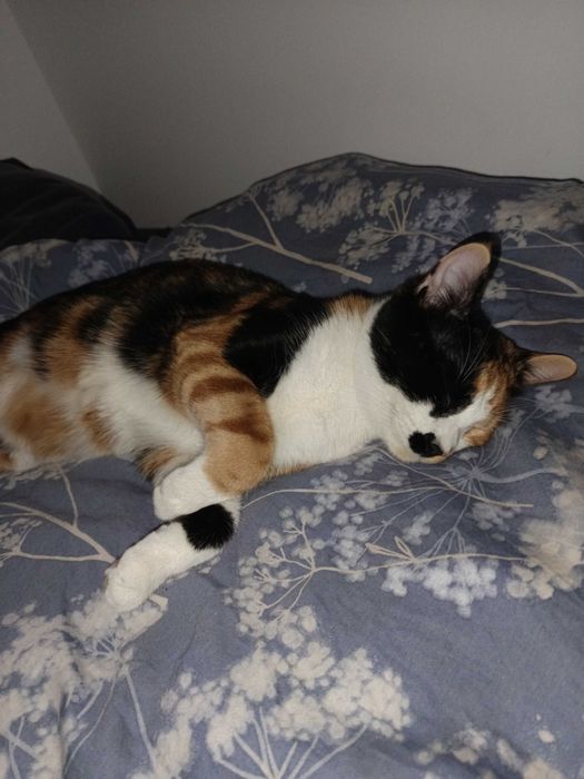 Dau spre adoptie o pisicuță