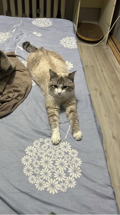 Отдам в добрые руки