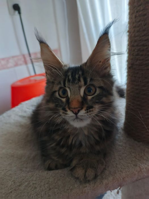 Котята Мейн Куны