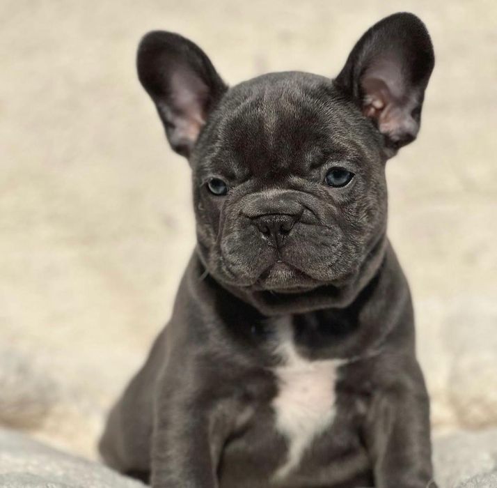 Bulldog francez mascul