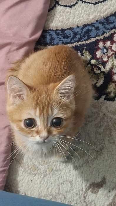 Котенок очень игривый