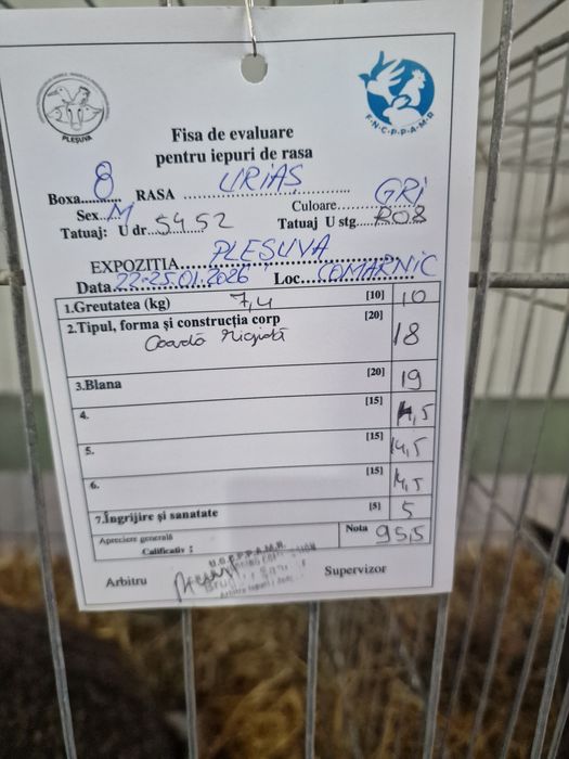 Mascul Urias German 95.5p