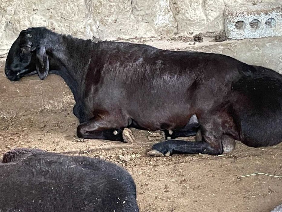 Xisori Qo'chqor yoshi 6 tishdan o'tdi