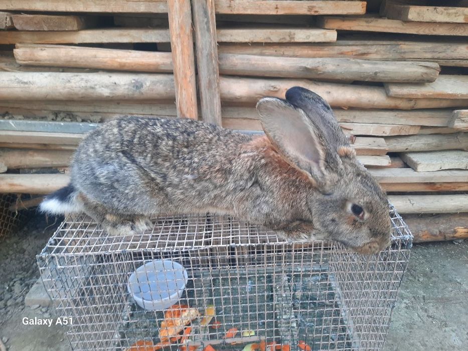 Quyon vilikan toza zoti