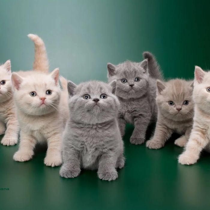 Замечательные Малышатики