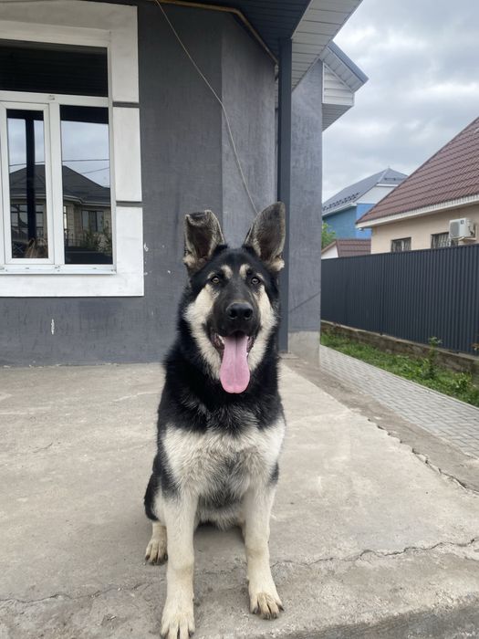 Вео(Восточно европейская овчарка)